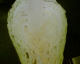 051014.cabbage_t.gif
