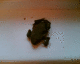 051130.dried_frog_t.gif