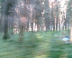 060703.Fast_forest_t.gif