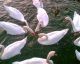 060822.Swan_flower_t.gif