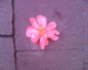 060907.Floor_flower_t.gif