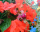 060907.Flowers_t.gif