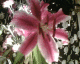 061210.Pink_lily_t.gif