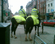 070302.Horse_bottoms_t.gif