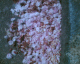 070424.pink_blossom_t.gif