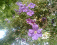 070614.Purple_climatis_t.gif