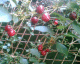 070614.red_cherry_t.gif