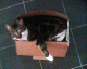070615.cat_box_t.gif