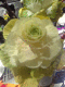 071222.cabbage_flower_t.gif