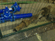 080128.Victorian_sewers_t.gif