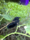 080619.Carrion_Crow_t.gif