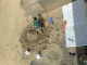 080727a.Sand_face_t.gif
