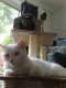 080730.Cats_play_t.gif