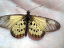 080812.Butterfly_t.gif
