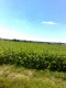 090626.Weed_Field_t.gif