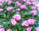 060526.Pink_Flowers_t.gif