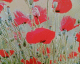 060526.poppies_t.gif