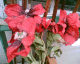 070520.poppies_t.gif